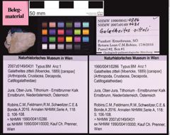 Foto (Objekt + Etiketten) von Galatheites zitteli (Moericke, 1889) (NHMW-GEO-1990-0041-0286)